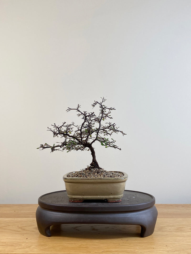 COROKIA - NZ NATIVE (CK07021)