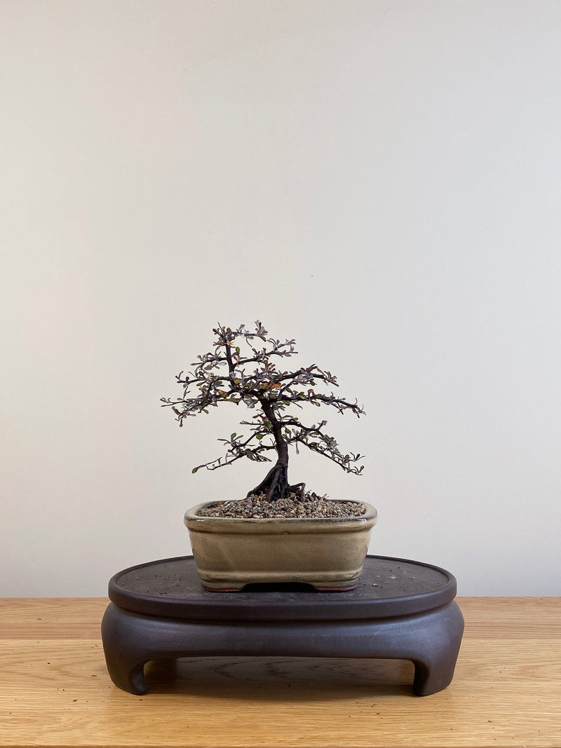 COROKIA - NZ NATIVE (CK07022)