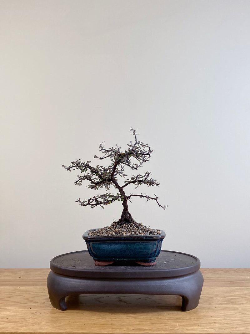 COROKIA - NZ NATIVE (CK07023)