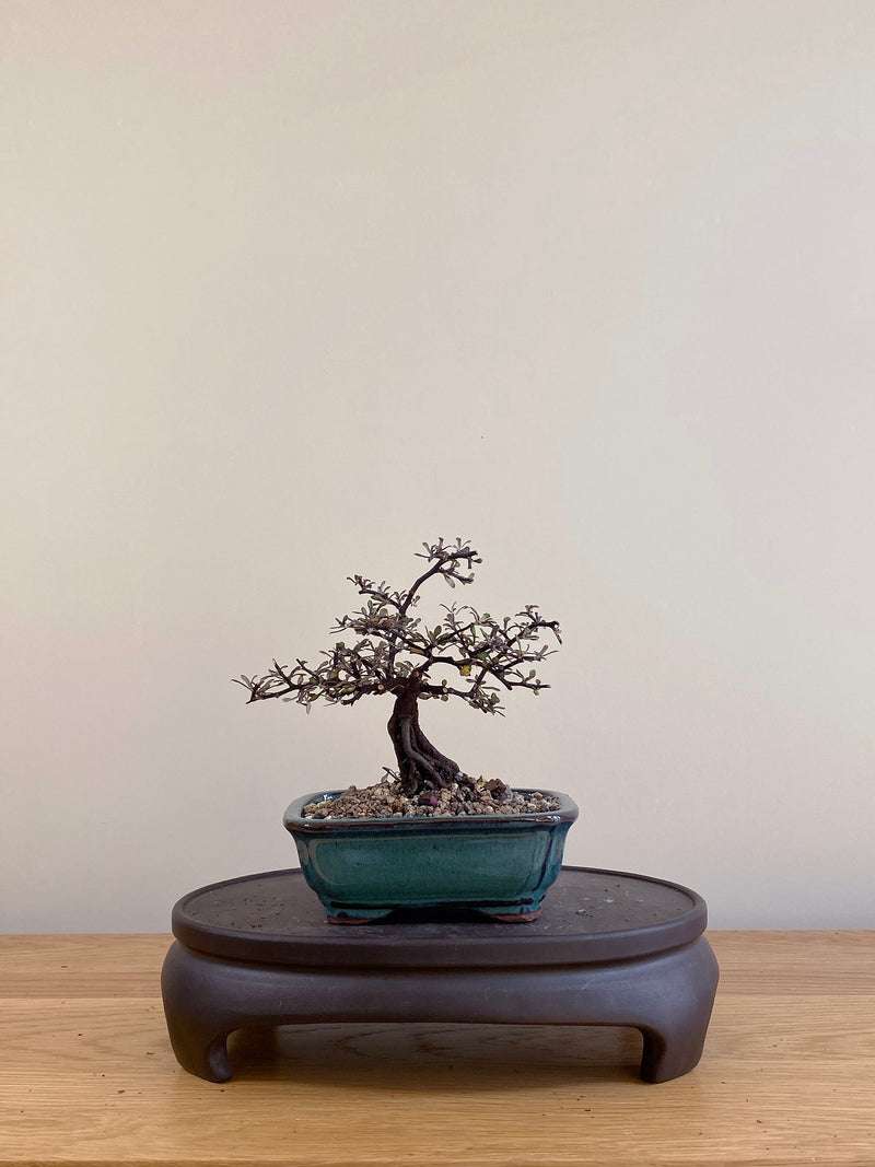 COROKIA - NZ NATIVE (CK07024)