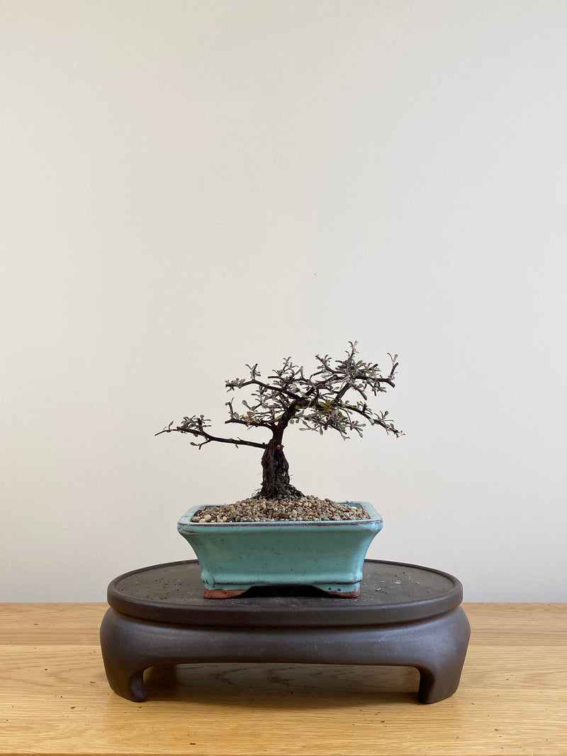 COROKIA - NZ NATIVE (CK07025)