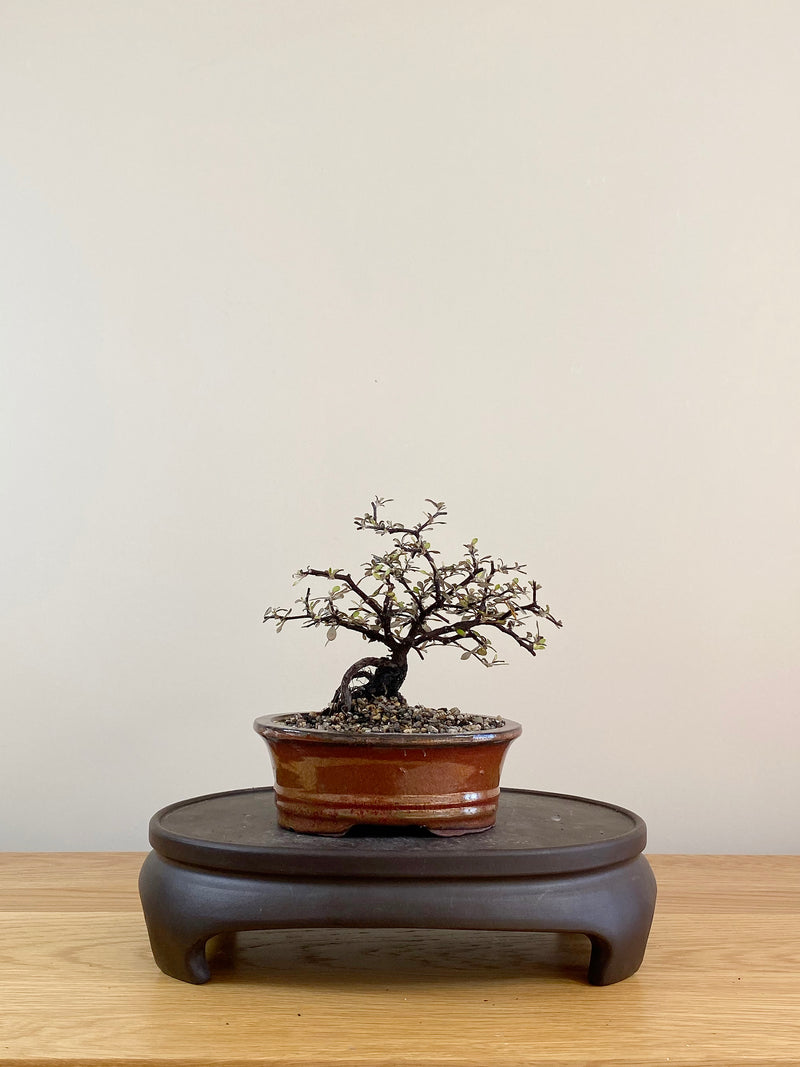 COROKIA - NZ NATIVE (CK08001)