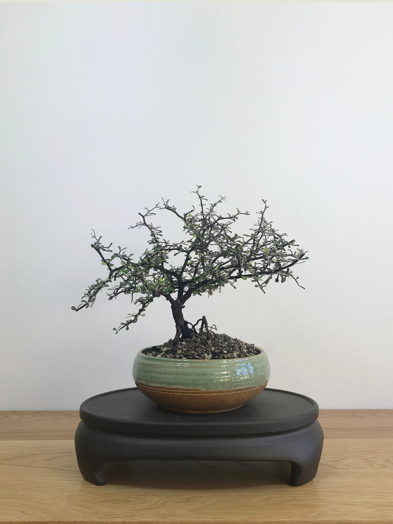 COROKIA - NZ NATIVE (CK08002) - MiniGardens NZ