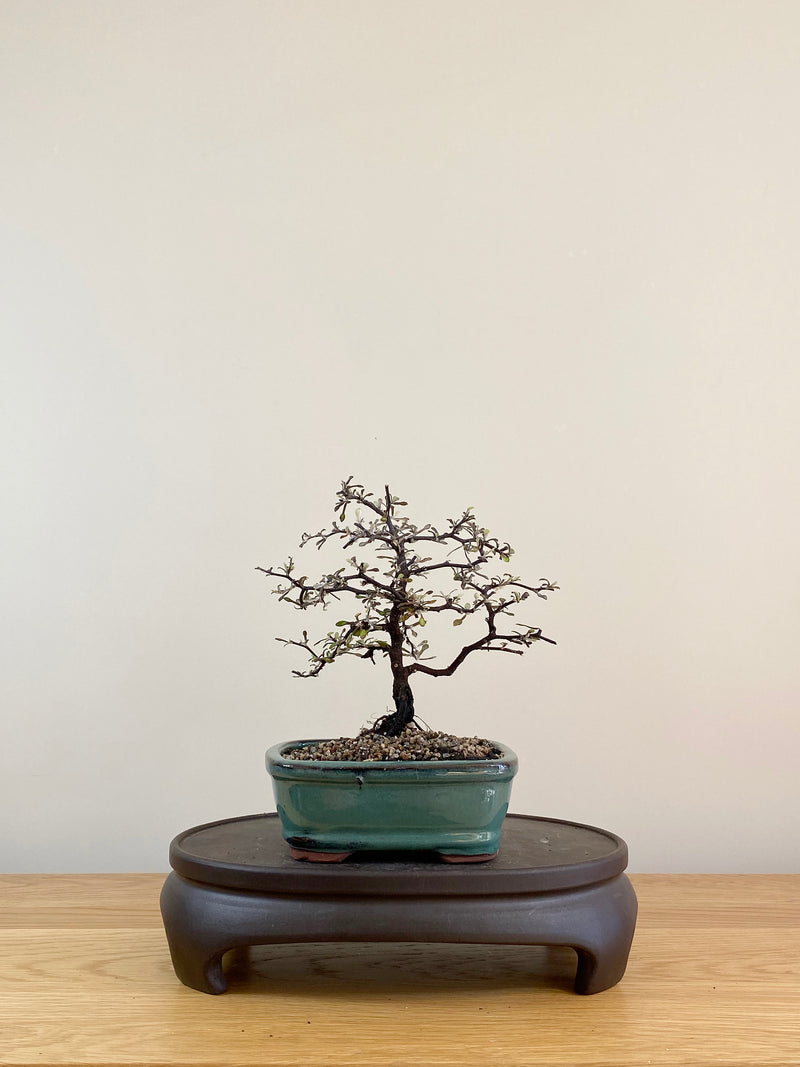 COROKIA - NZ NATIVE (CK08002)