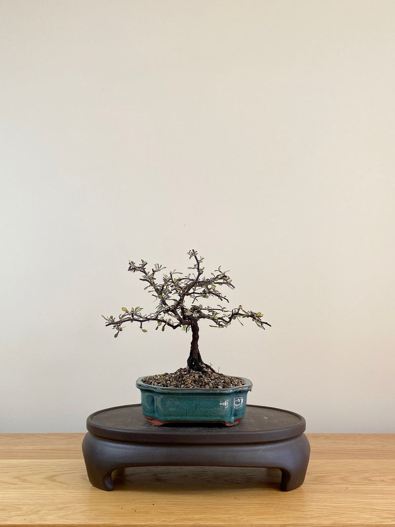 COROKIA - NZ NATIVE (CK08003)