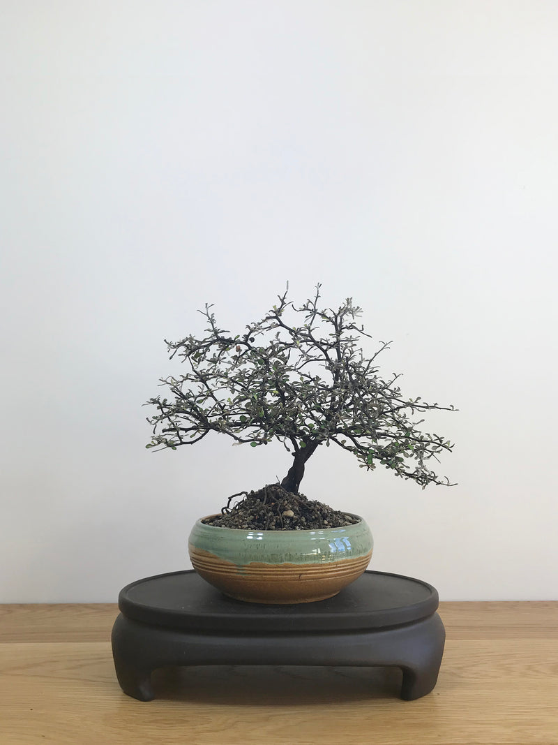 COROKIA - NZ NATIVE (CK08003) - MiniGardens NZ