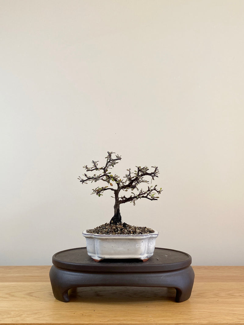 COROKIA - NZ NATIVE (CK08004)