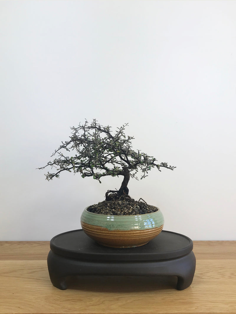 COROKIA - NZ NATIVE (CK08004) - MiniGardens NZ