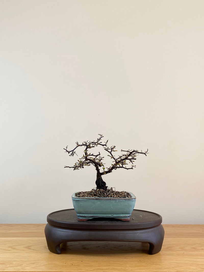 COROKIA - NZ NATIVE (CK08005)