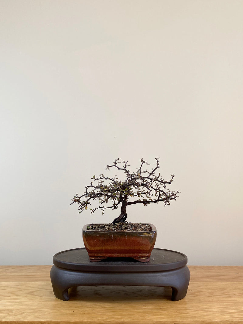 COROKIA - NZ NATIVE (CK08006)