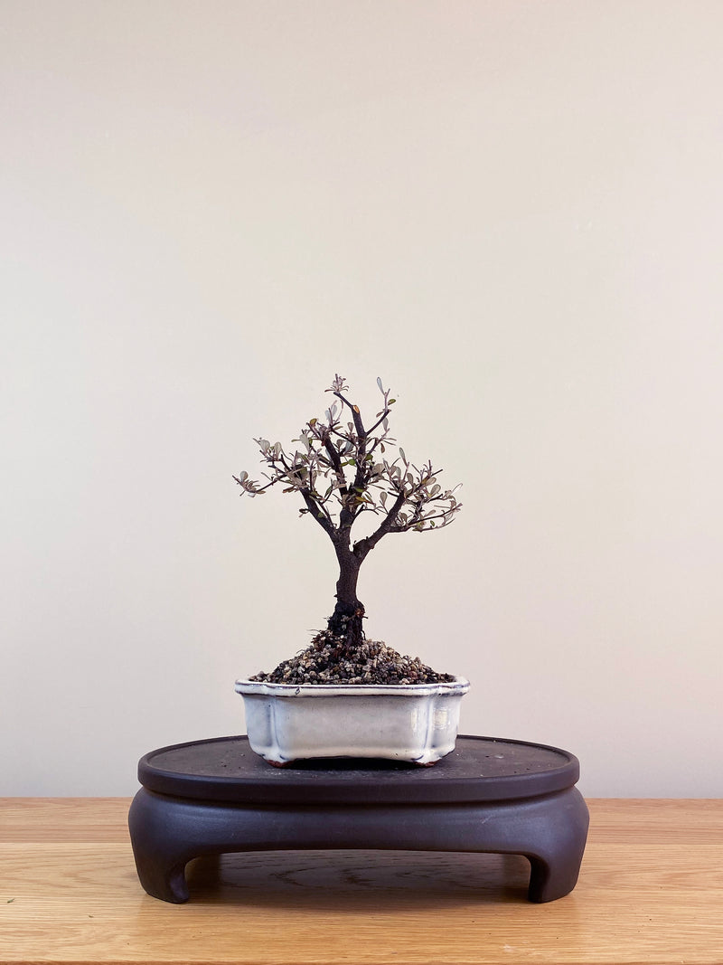 COROKIA - NZ NATIVE (CK09001)