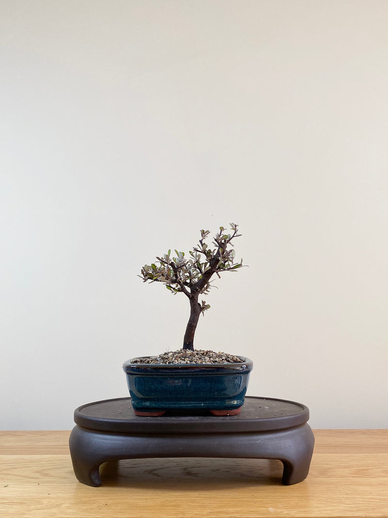 COROKIA - NZ NATIVE (CK09002)