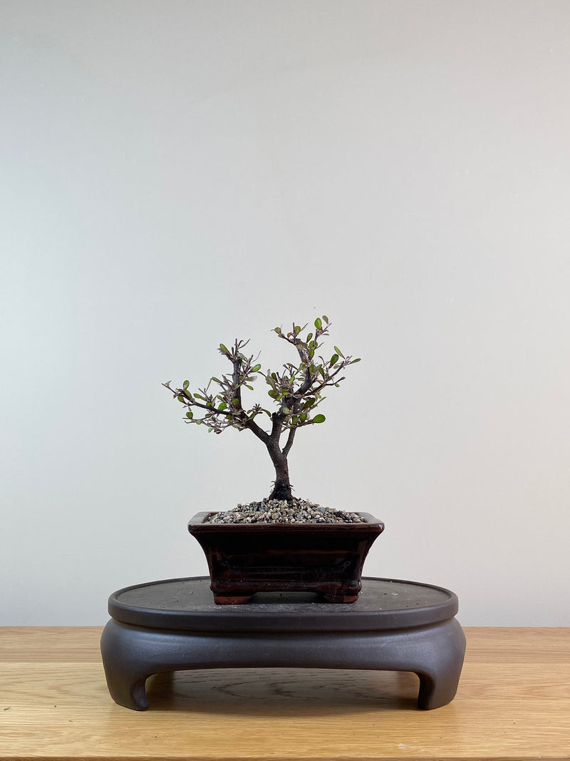 COROKIA - NZ NATIVE (CK09003)