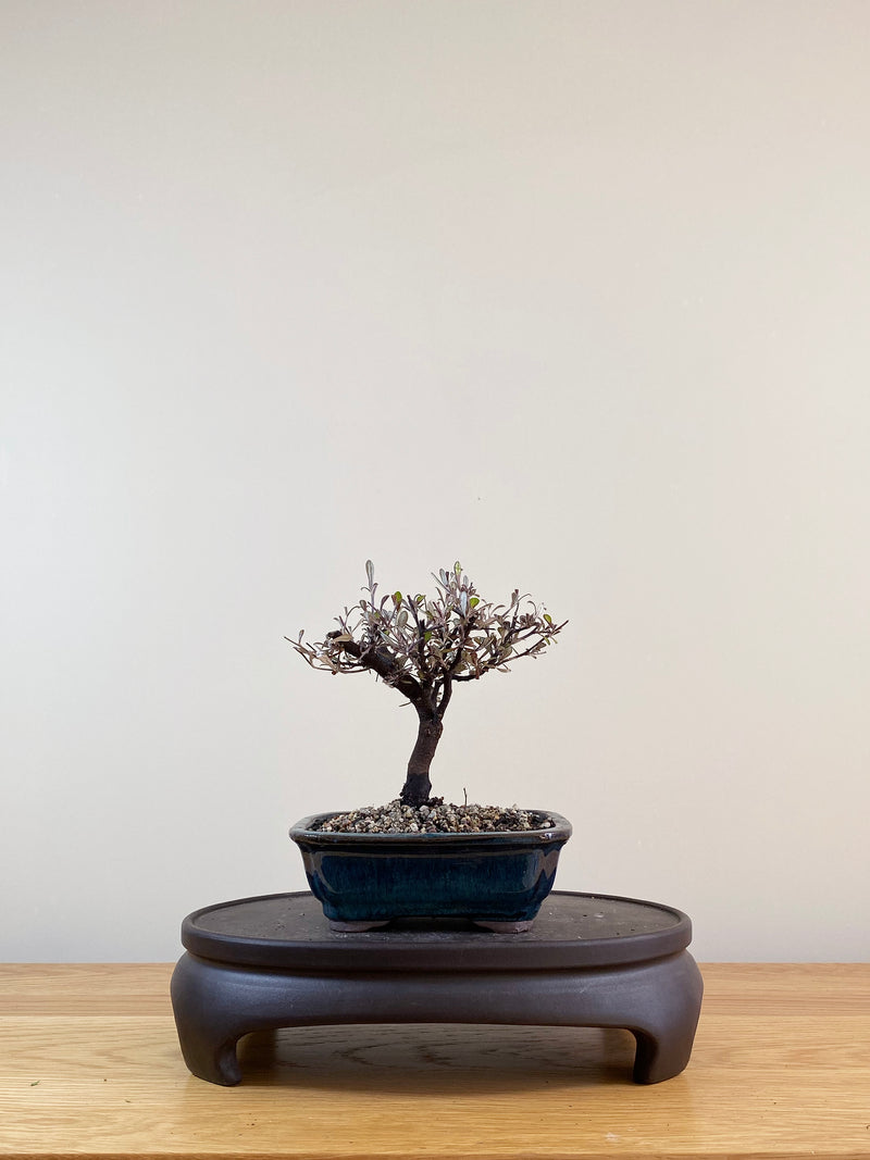 COROKIA - NZ NATIVE (CK09005)