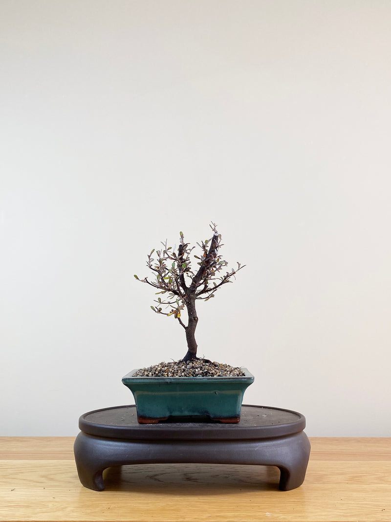 COROKIA - NZ NATIVE (CK09006)