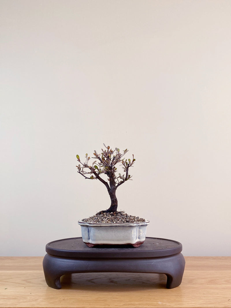 COROKIA - NZ NATIVE (CK09008)