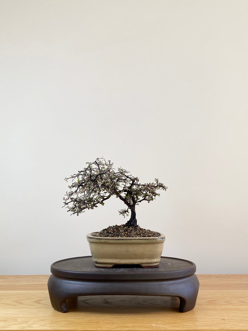 COROKIA - NZ NATIVE (CK09012)