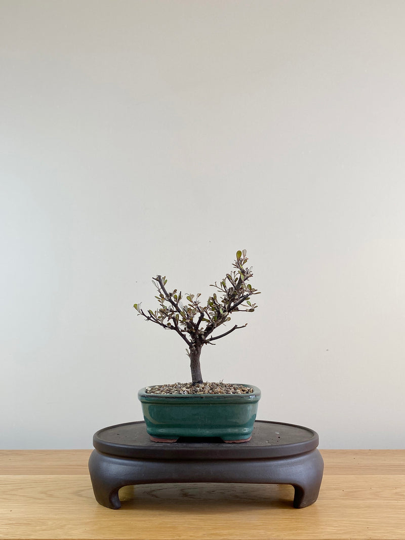 COROKIA - NZ NATIVE (CK10001)