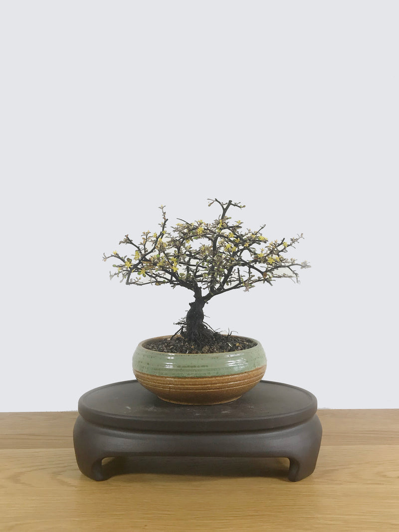 COROKIA - NZ NATIVE (CK10001) - MiniGardens NZ