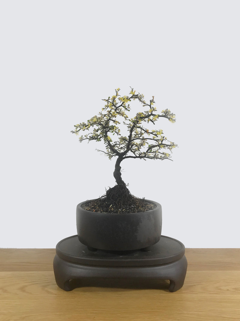 COROKIA - NZ NATIVE (CK10002) - MiniGardens NZ