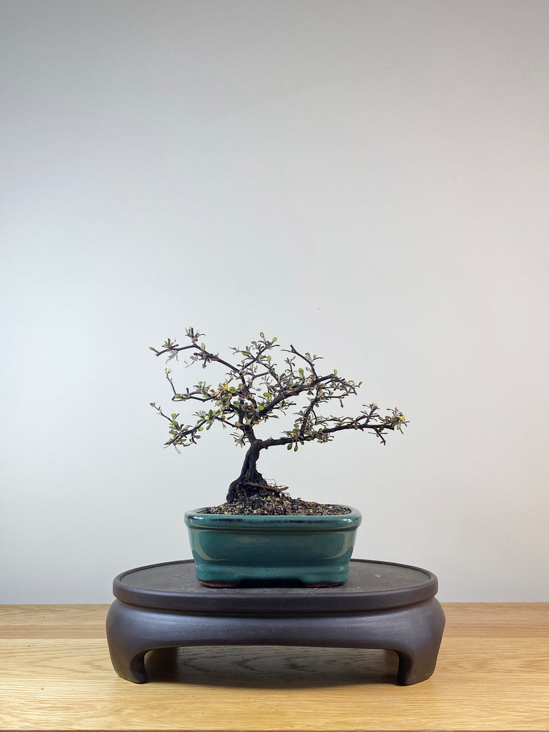 COROKIA - NZ NATIVE (CK10010)