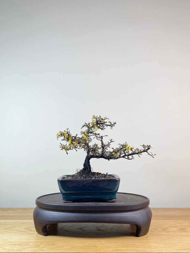 COROKIA - NZ NATIVE (CK10011)