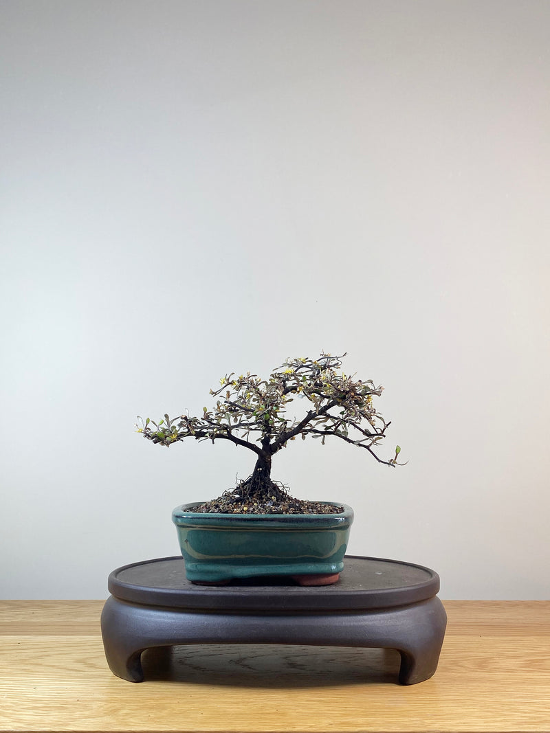 COROKIA - NZ NATIVE (CK10012)