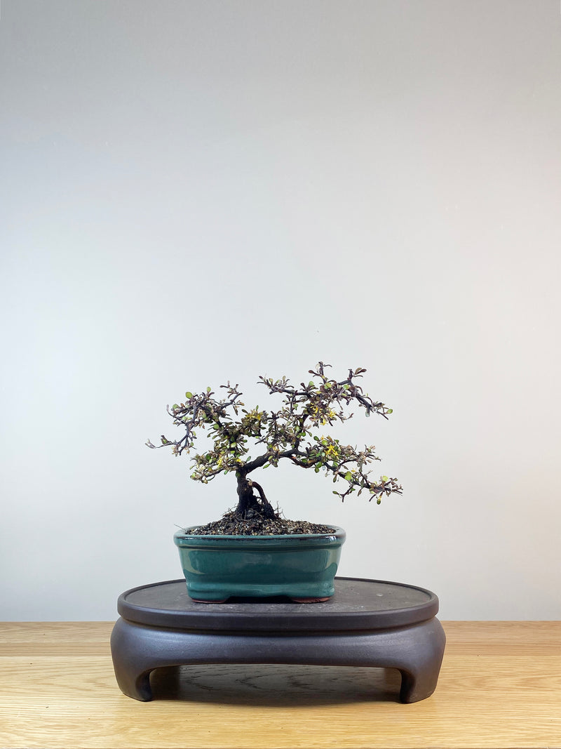 COROKIA - NZ NATIVE (CK10013)