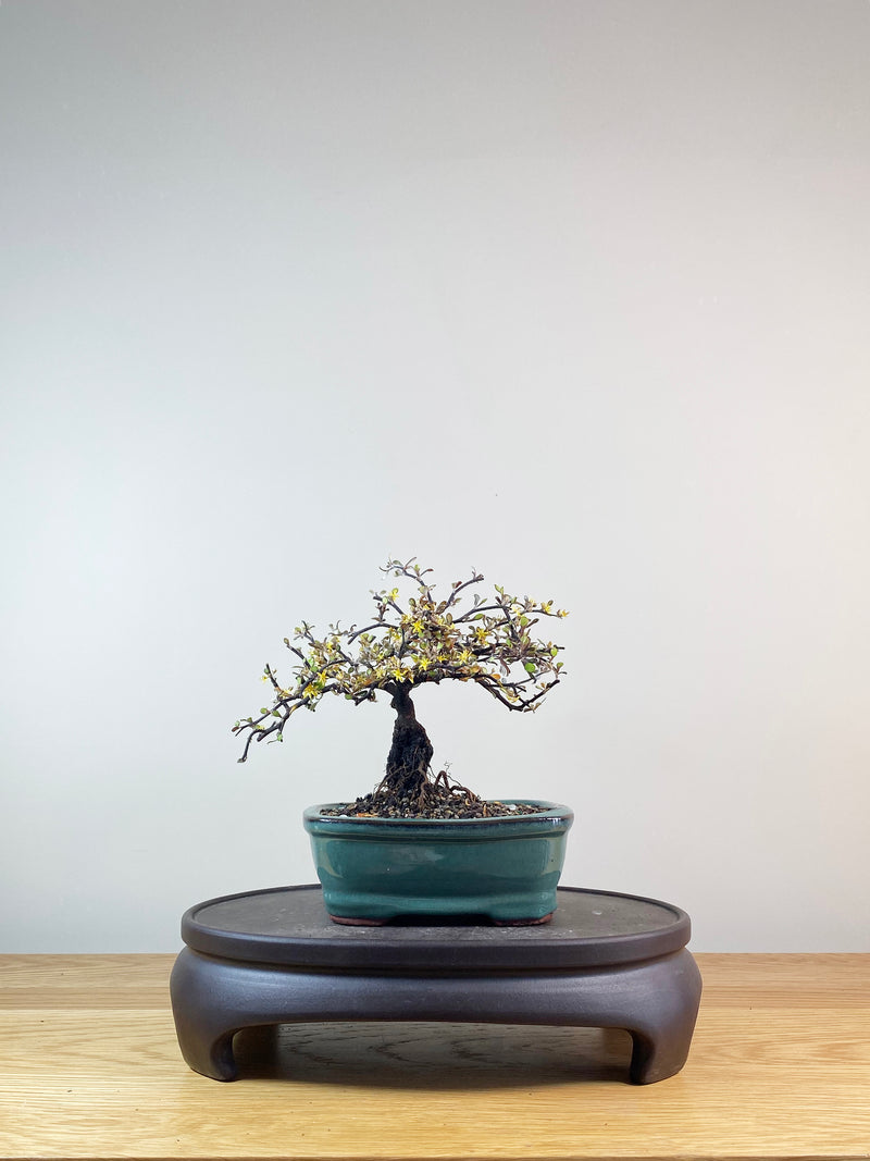 COROKIA - NZ NATIVE (CK10016)