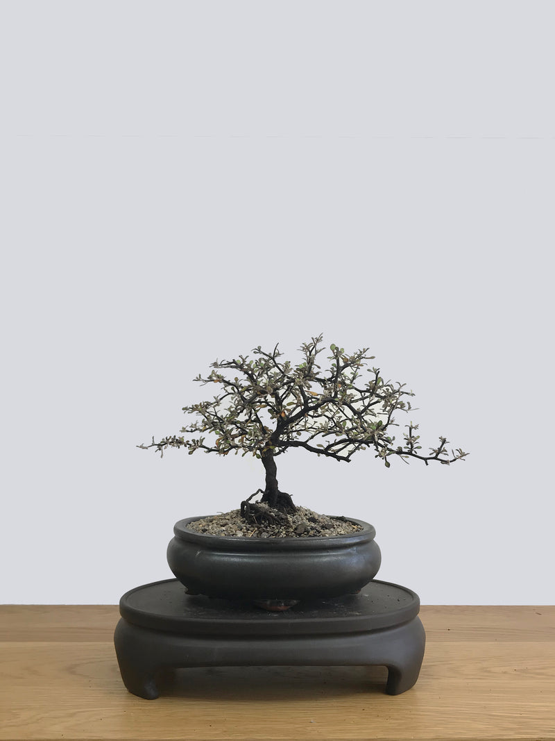 COROKIA - NZ NATIVE (CK11002) - MiniGardens NZ