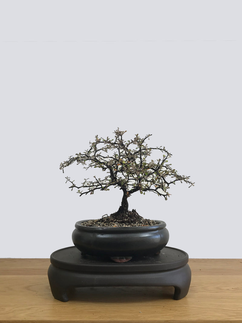 COROKIA - NZ NATIVE (CK11003) - MiniGardens NZ