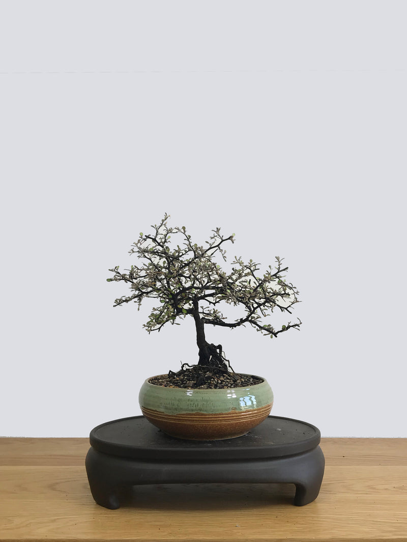 COROKIA - NZ NATIVE (CK11004) - MiniGardens NZ