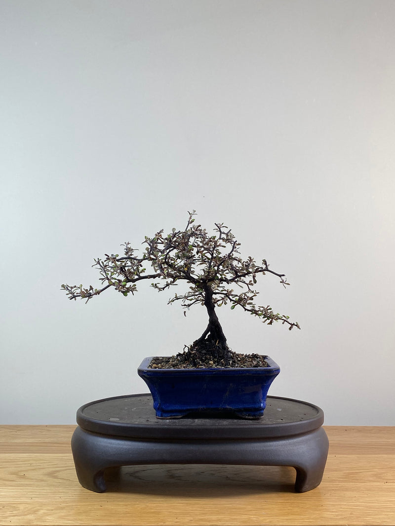 COROKIA - NZ NATIVE (CK11010)