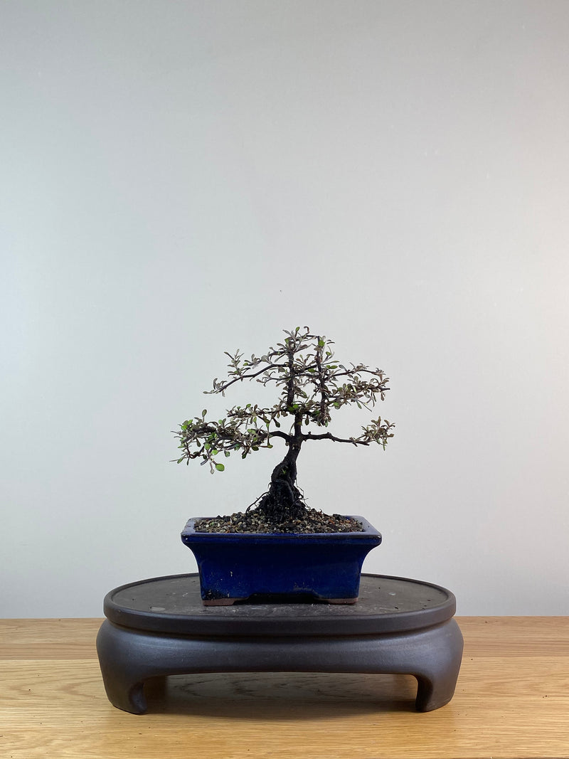 COROKIA - NZ NATIVE (CK11011)