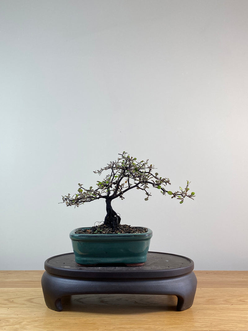 COROKIA - NZ NATIVE (CK11012)