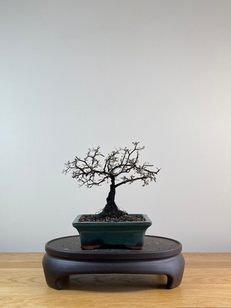 COROKIA - NZ NATIVE (CK11016)