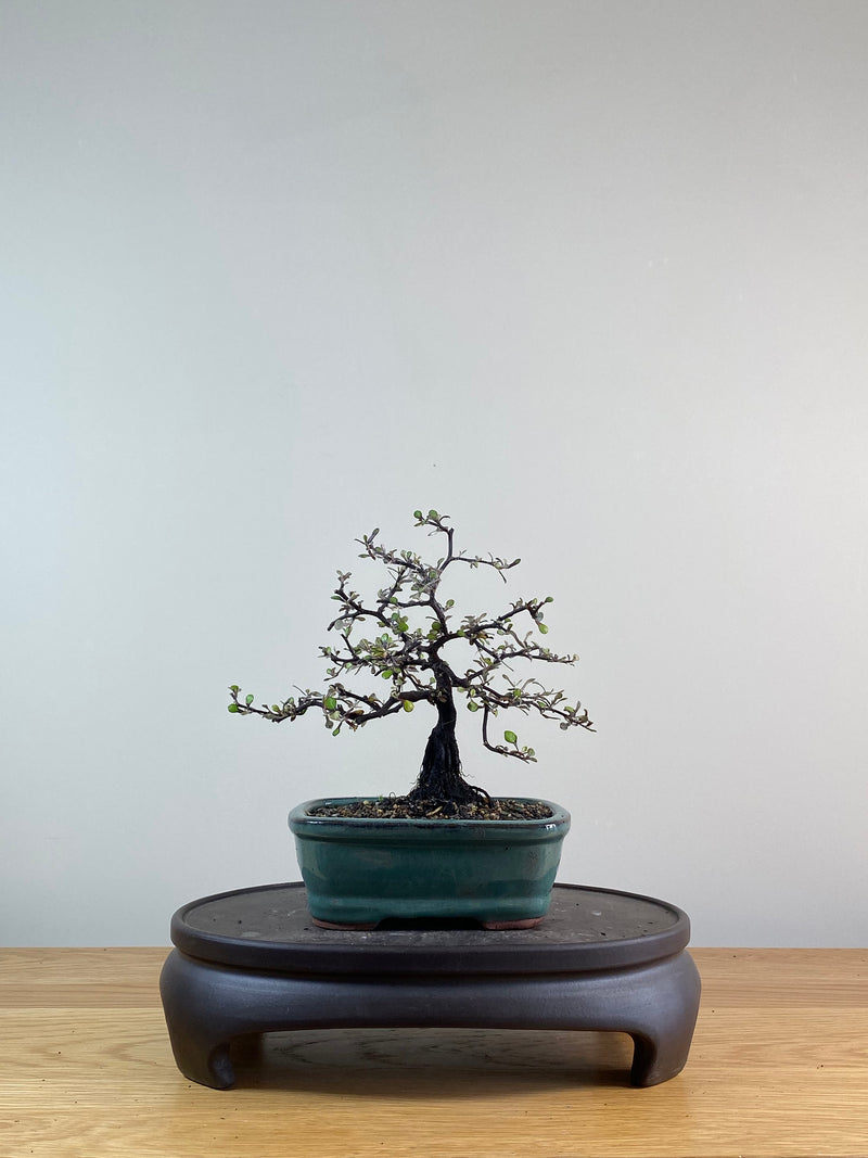 COROKIA - NZ NATIVE (CK11018)