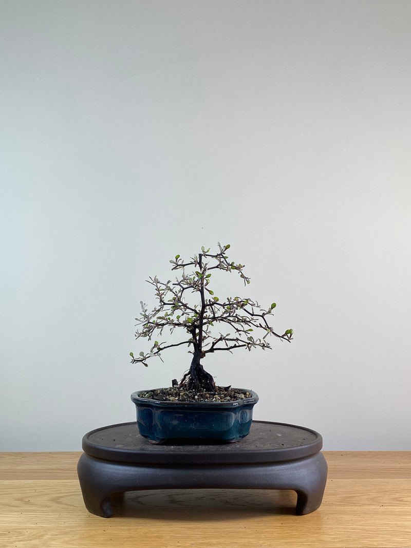 COROKIA - NZ NATIVE (CK11019)