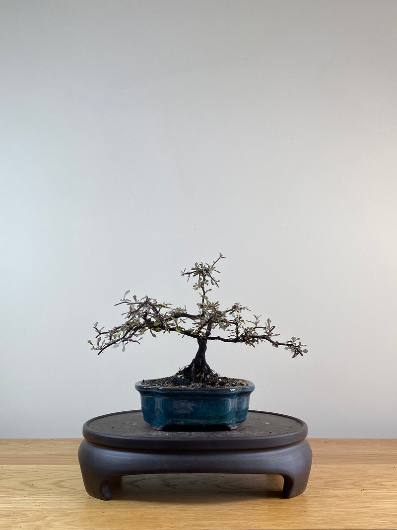 COROKIA - NZ NATIVE (CK11020)