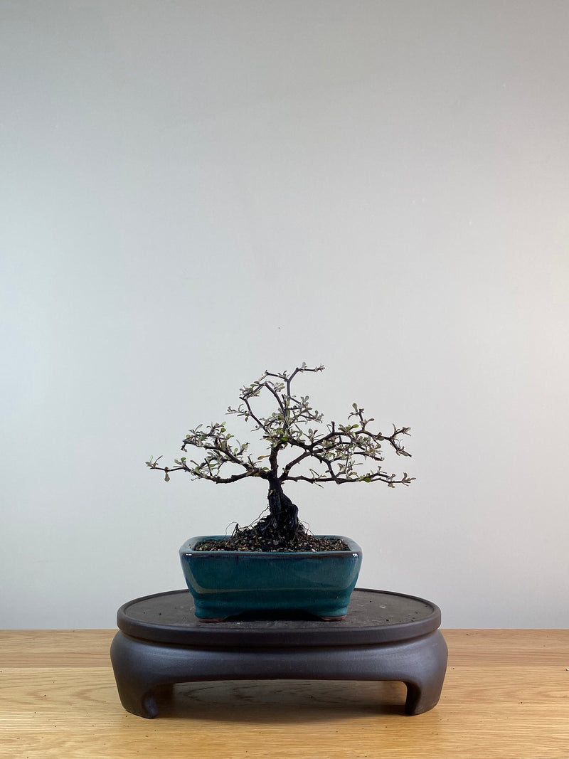 COROKIA - NZ NATIVE (CK11021)