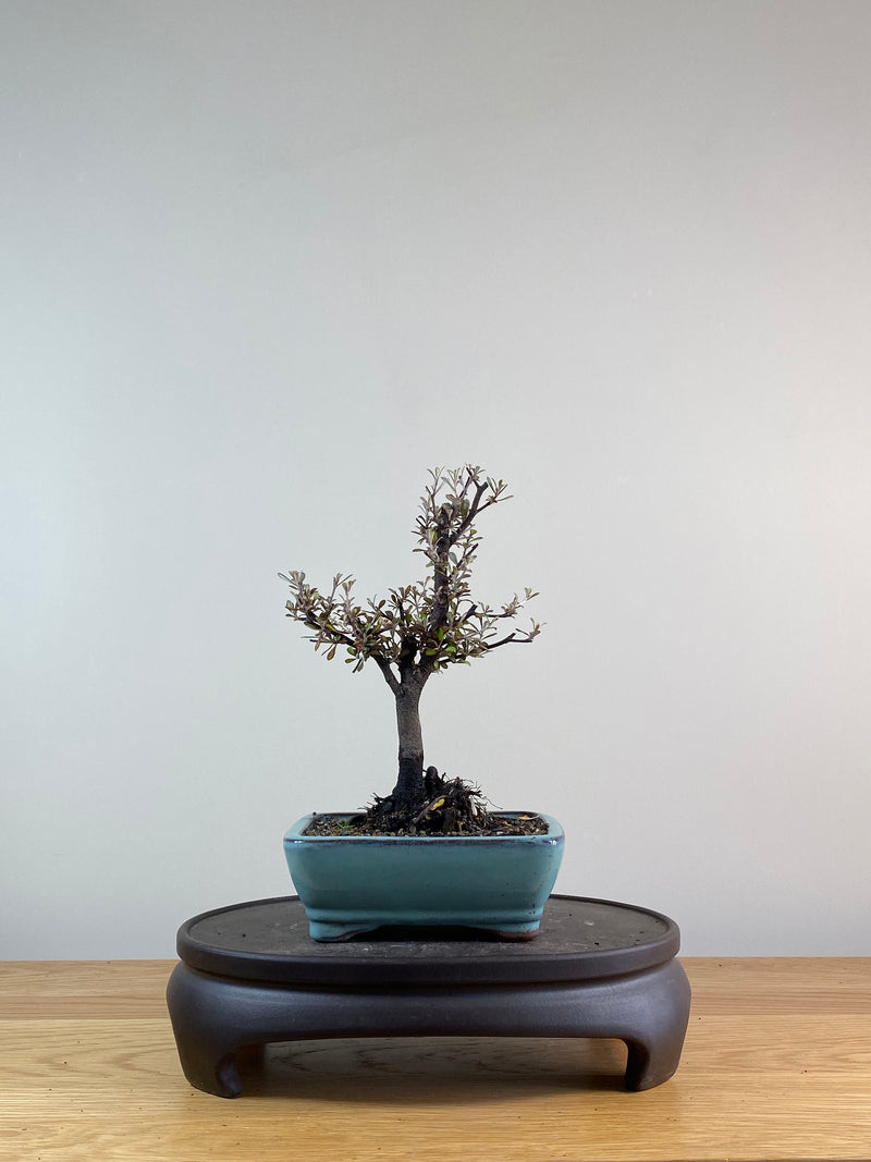 COROKIA - NZ NATIVE (CK11022)