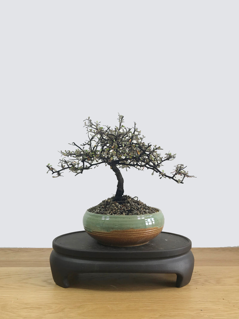 COROKIA - NZ NATIVE (CK11005) - MiniGardens NZ