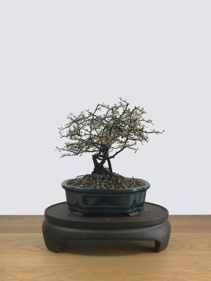 COROKIA - NZ NATIVE (CK11007) - MiniGardens NZ