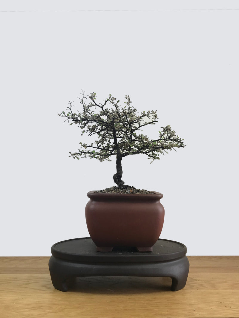 COROKIA - NZ NATIVE (CK11008) - MiniGardens NZ