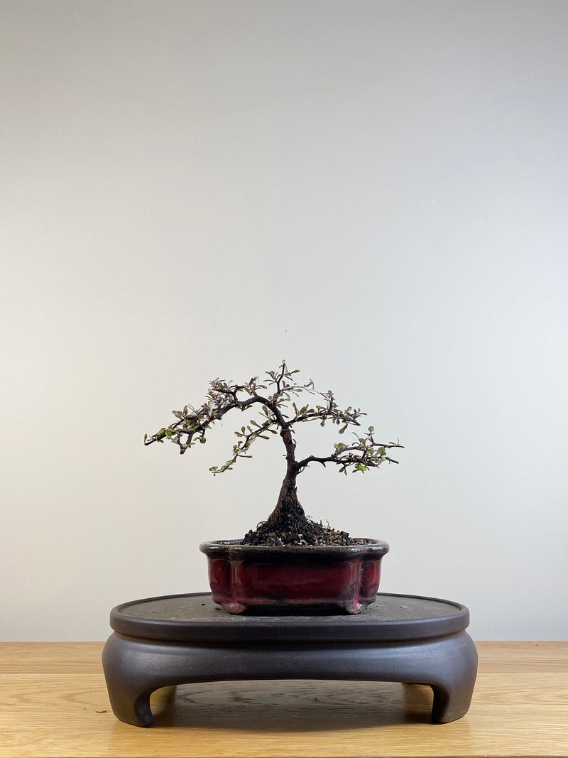 COROKIA - NZ NATIVE (CK201102)