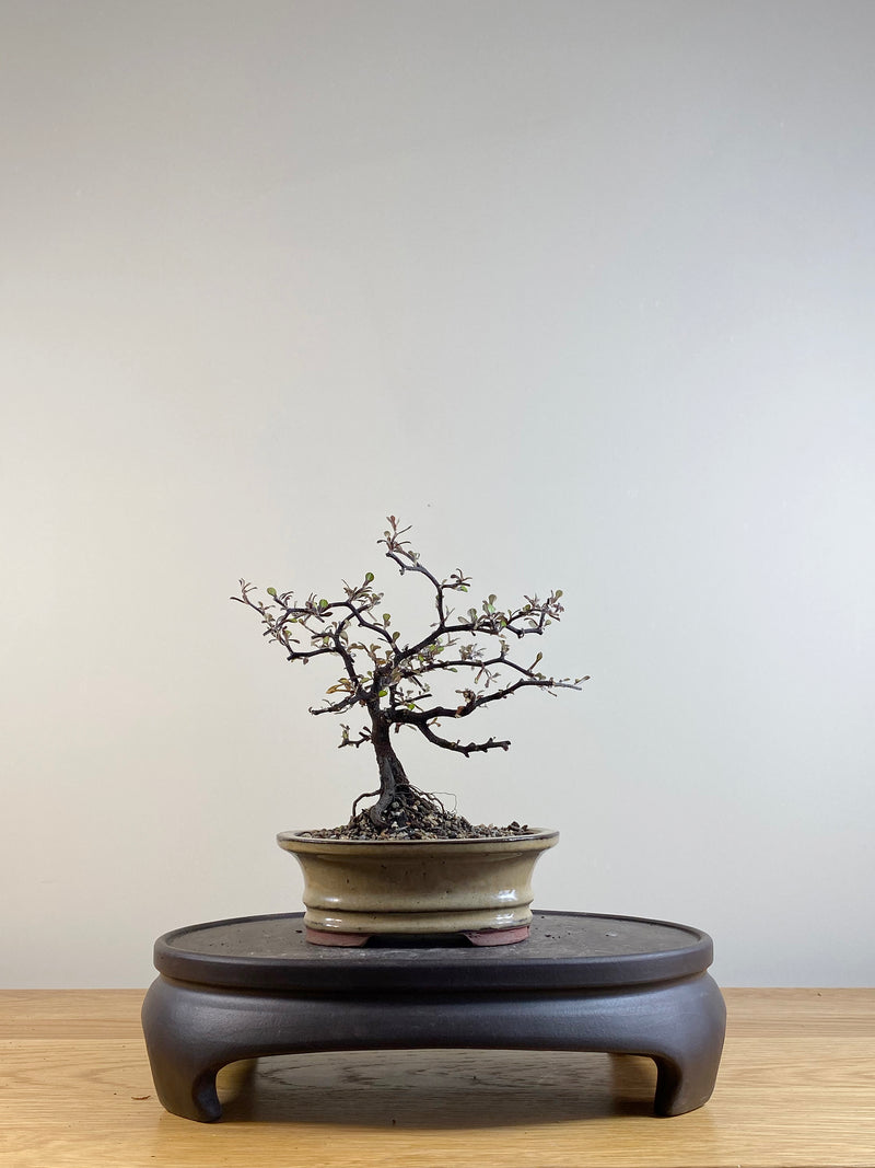 COROKIA - NZ NATIVE (CK201103)