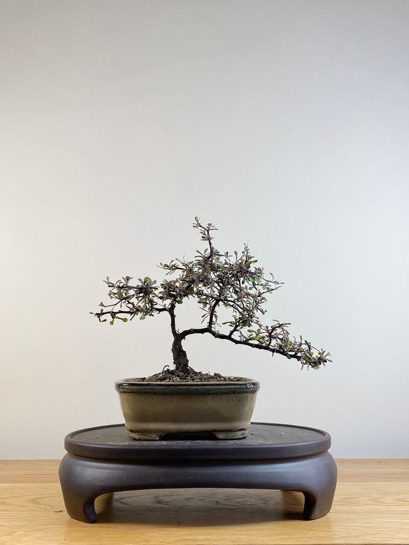 COROKIA - NZ NATIVE (CK201105)