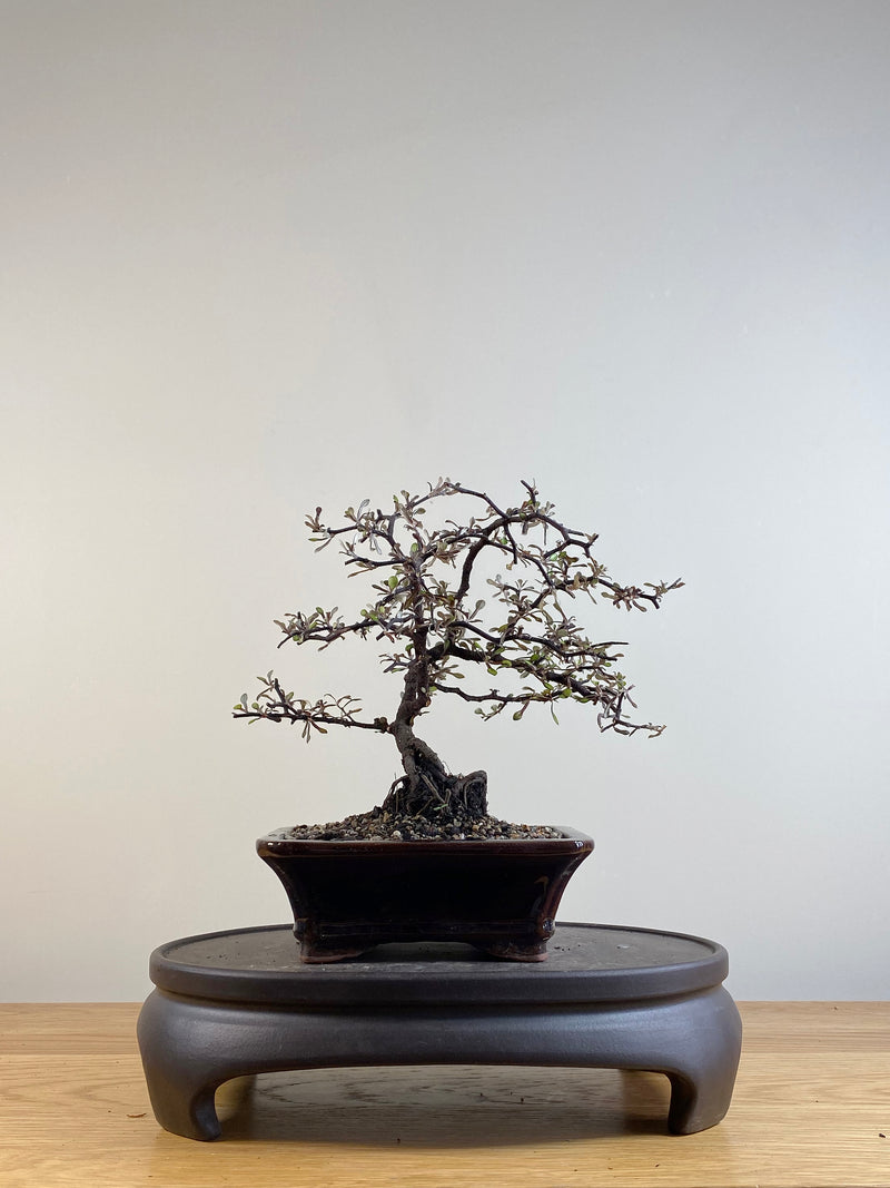 COROKIA - NZ NATIVE (CK201107)