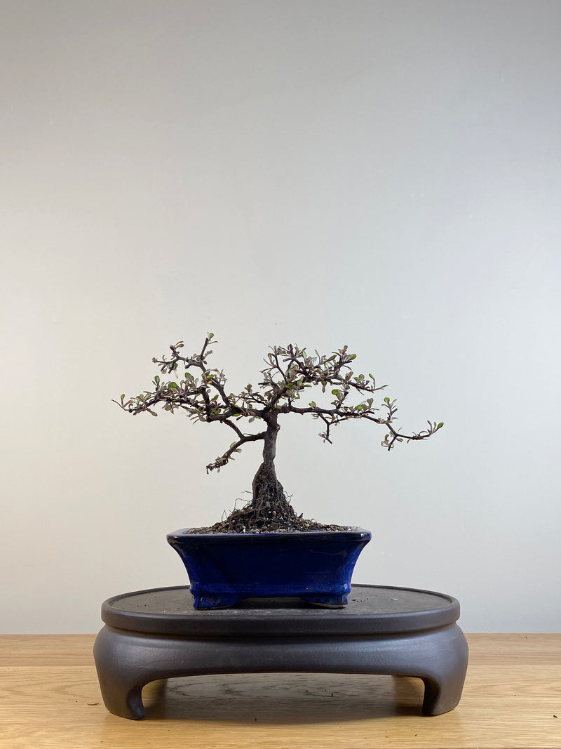 COROKIA - NZ NATIVE (CK201108)