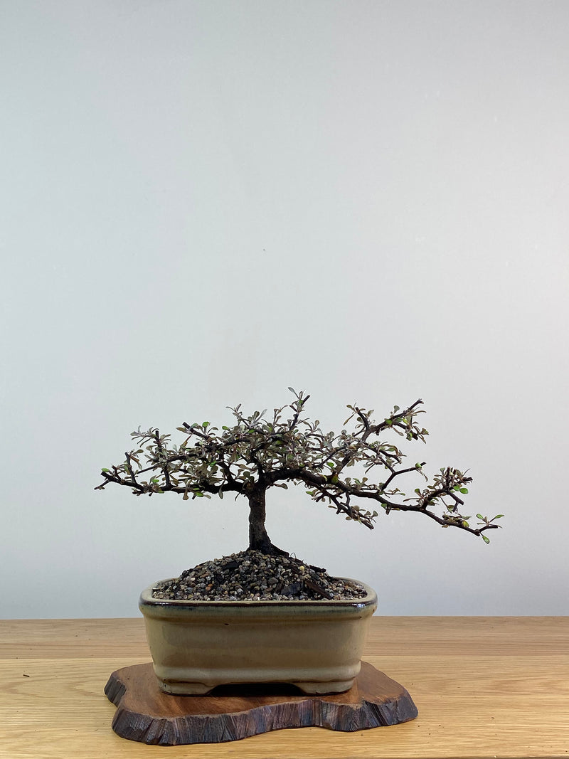 COROKIA - NZ NATIVE (CK2012100)